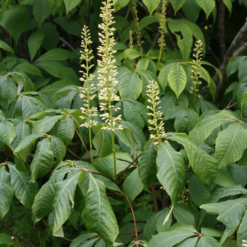 Aesculus parviflora - Castaño de hojas pequeñas