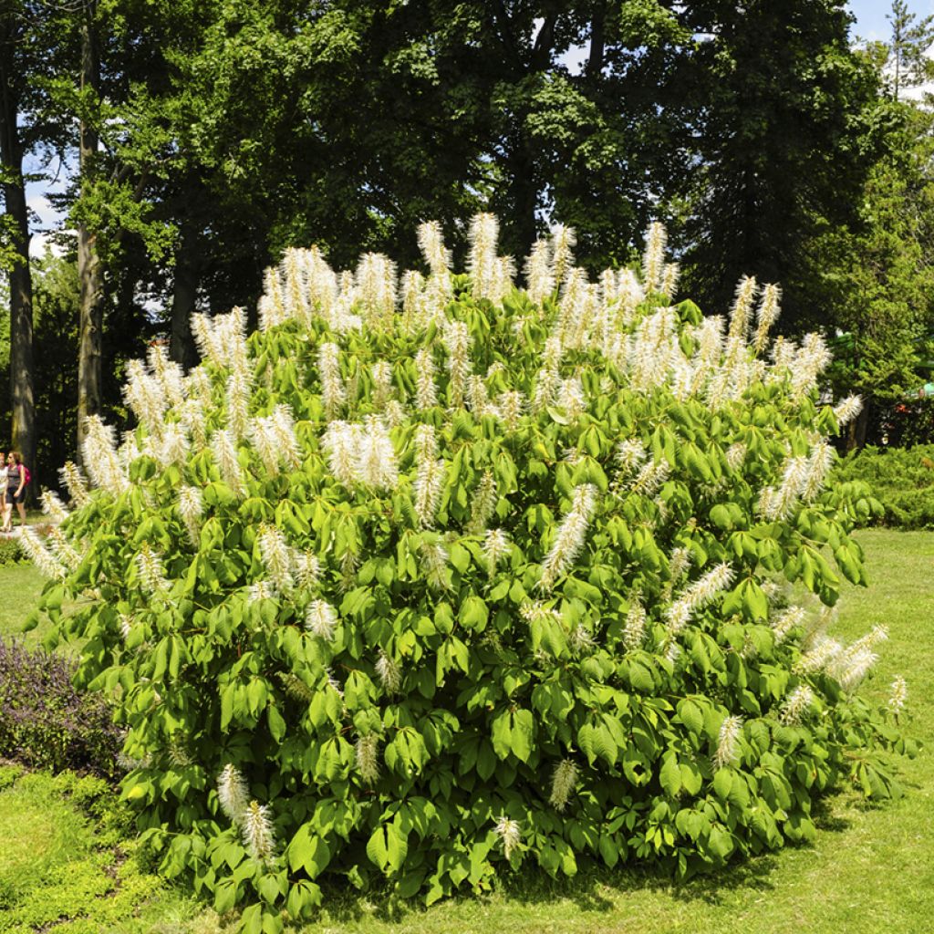 Aesculus parviflora - Castaño de hojas pequeñas