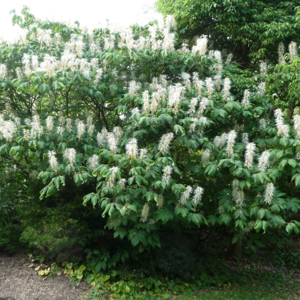 Aesculus parviflora - Castaño de hojas pequeñas