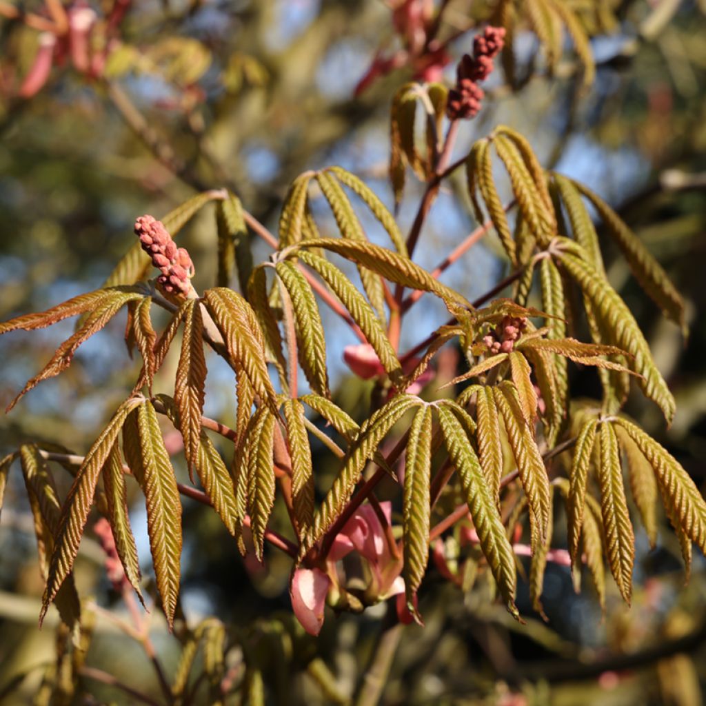 Aesculus pavia Humilis - Castaños