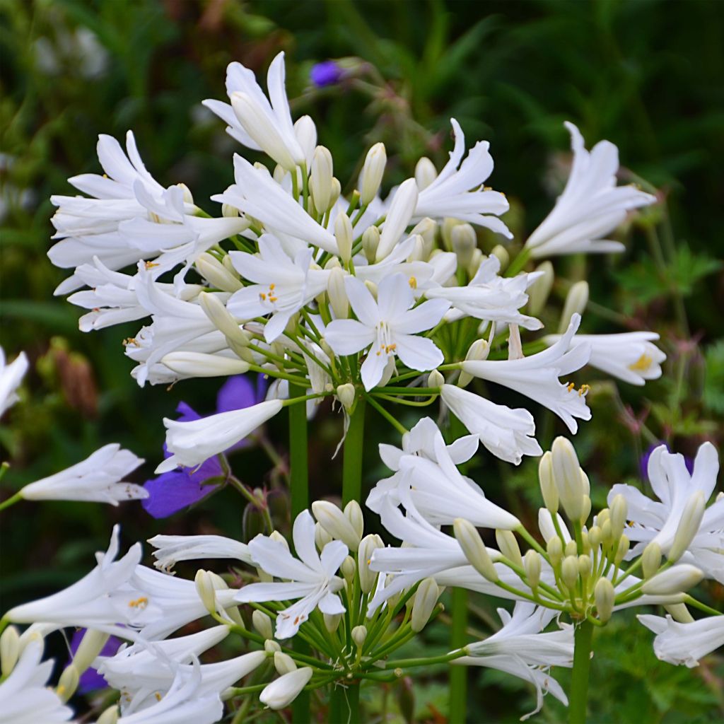 Agapanto Pitchoune White