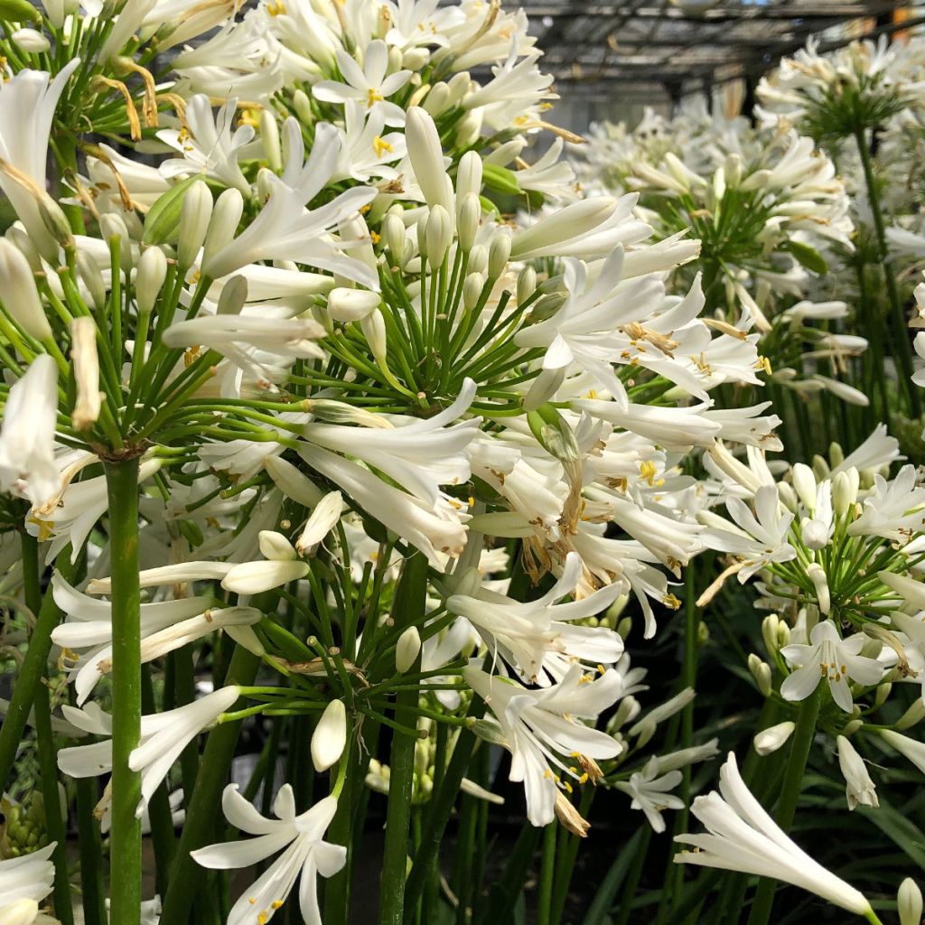 Agapanto Pitchoune White