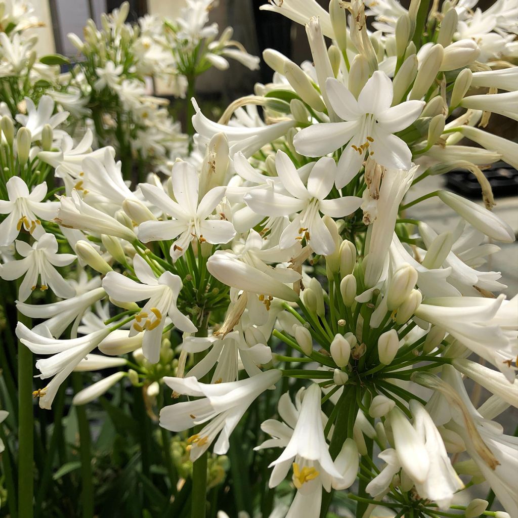 Agapanto Pitchoune White
