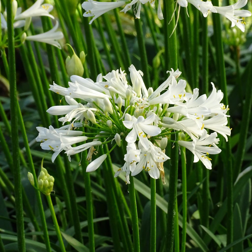 Agapanto Pitchoune White