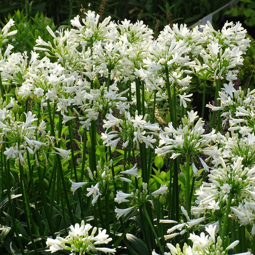 Agapanto Pitchoune White