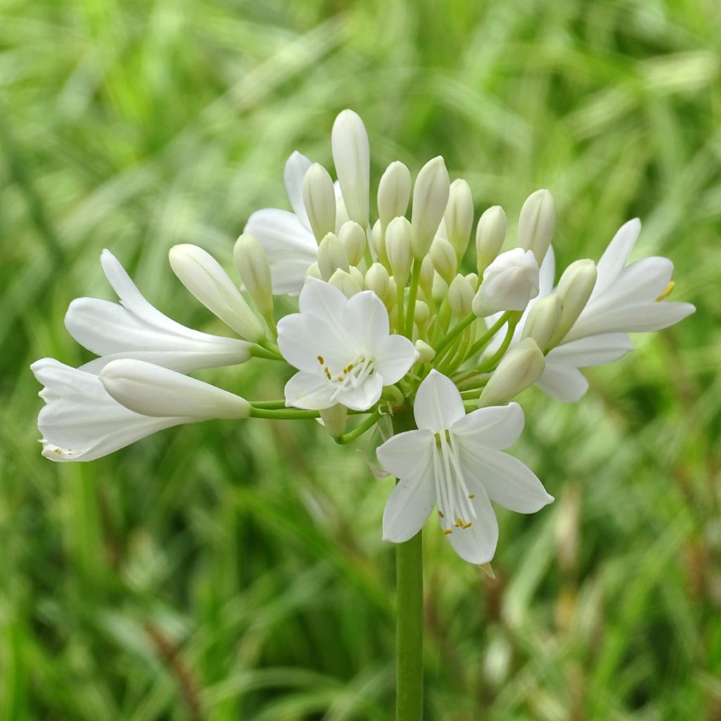 Agapanto Ever White