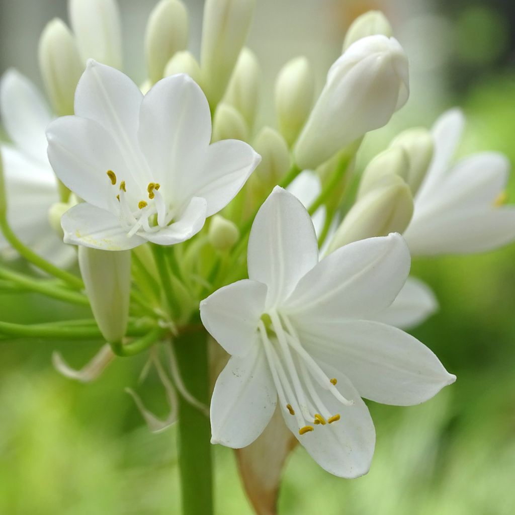 Agapanto Ever White