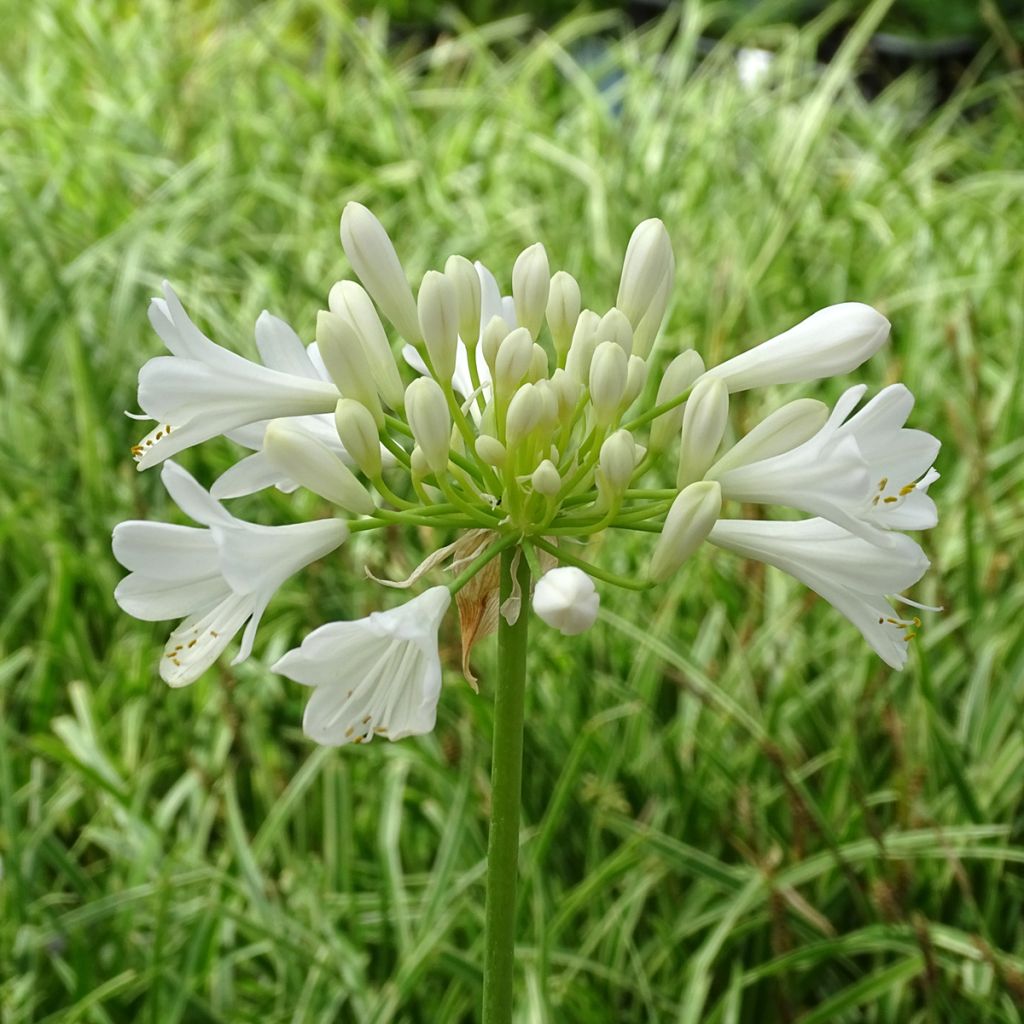 Agapanto Ever White