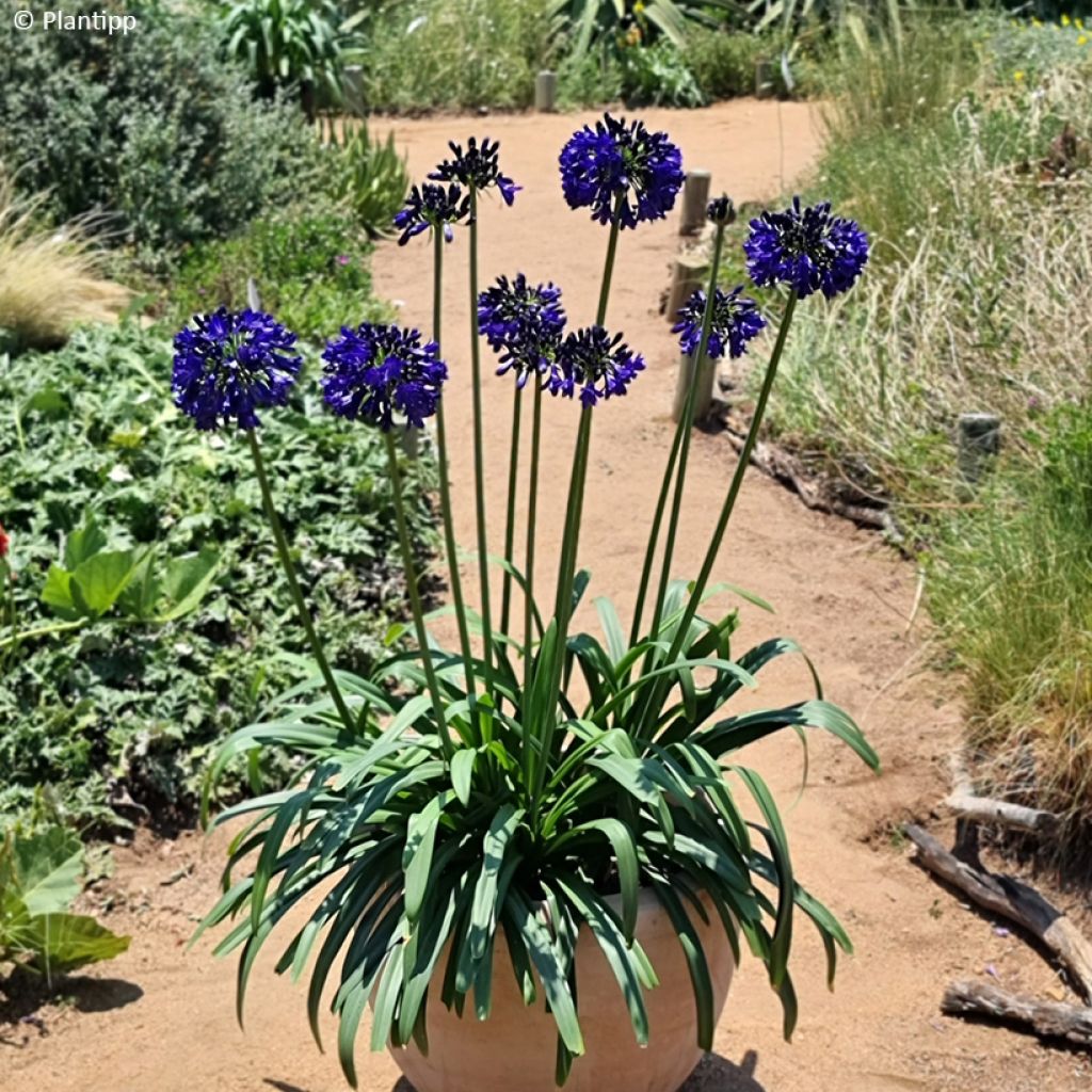 Agapanthe Midnight Sky - Lirio africano
