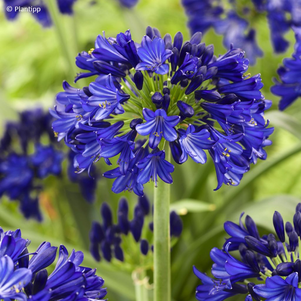 Agapanthe Midnight Sky - Lirio africano