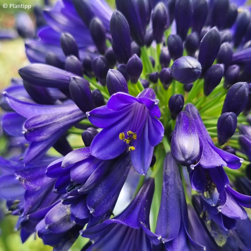 Agapanthe Midnight Sky - Lirio africano