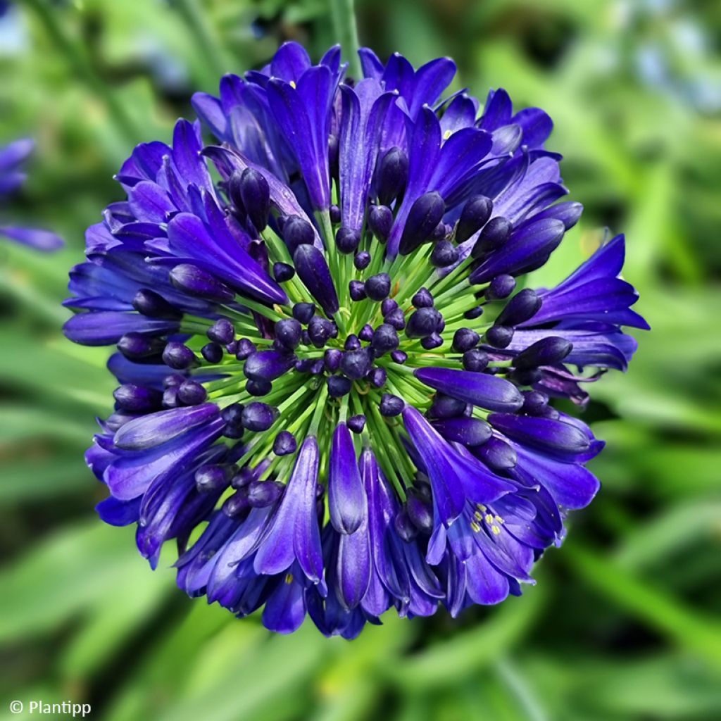 Agapanthe Midnight Sky - Lirio africano