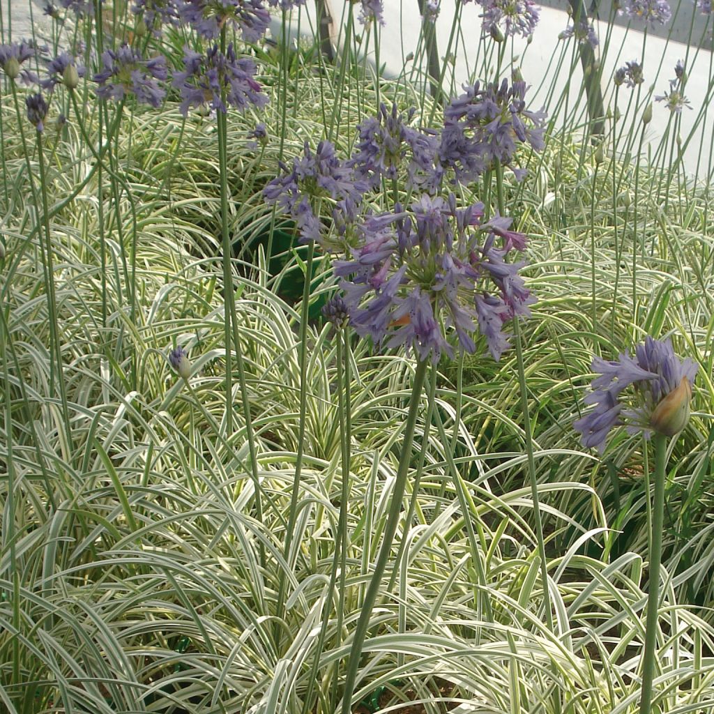 Agapanthe  - Agapanthus Silver Moon®