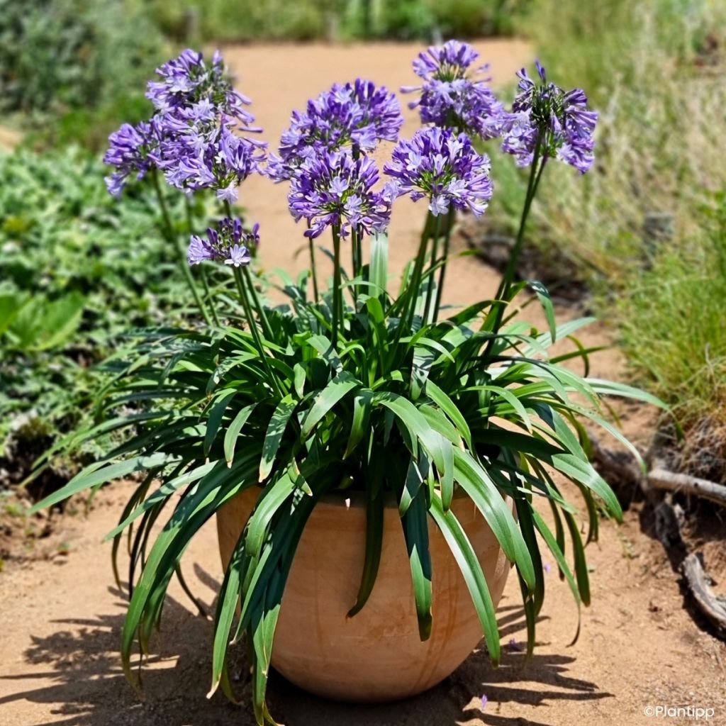 Agapanthus Everpanthus Midnight Moon - Lirio africano