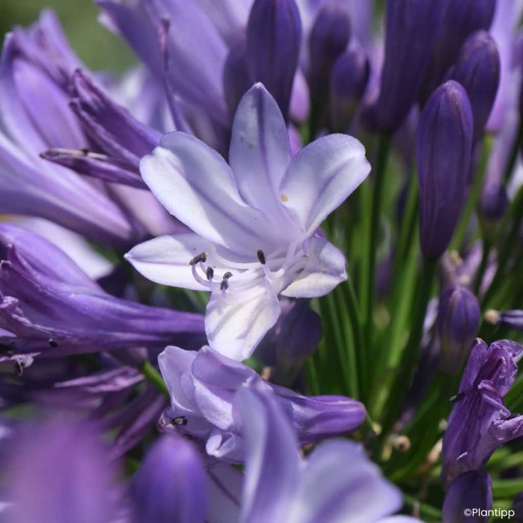 Agapanthus Everpanthus Midnight Moon - Lirio africano