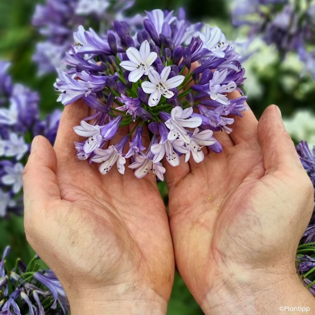 Agapanthus Everpanthus Midnight Moon - Lirio africano