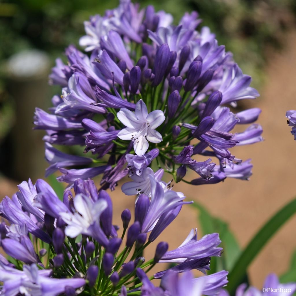Agapanthus Everpanthus Midnight Moon - Lirio africano
