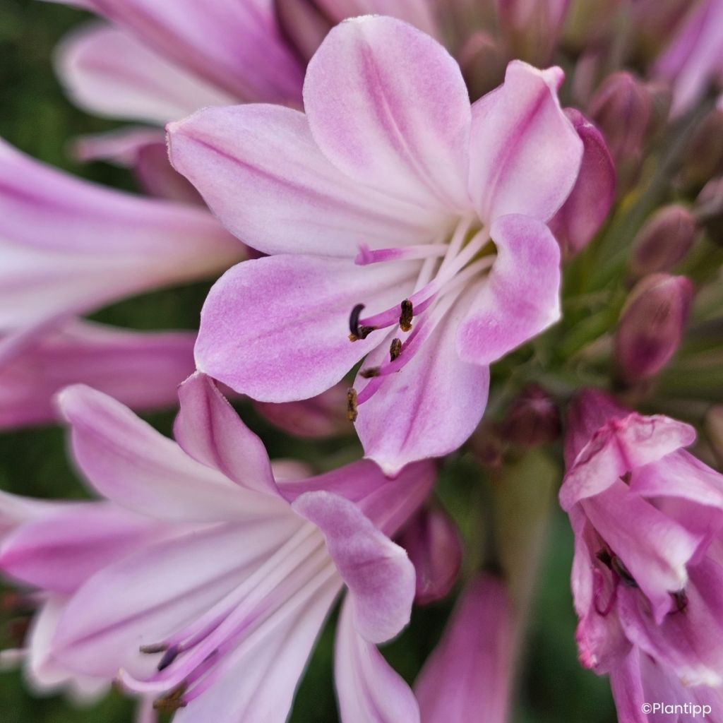 Agapanthus Poppin' Pink - Lirio africano