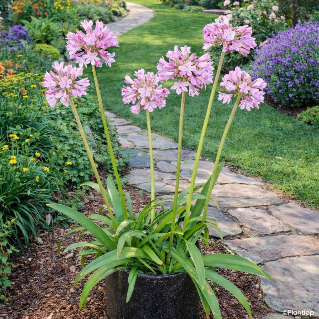 Agapanthus Poppin' Pink - Lirio africano