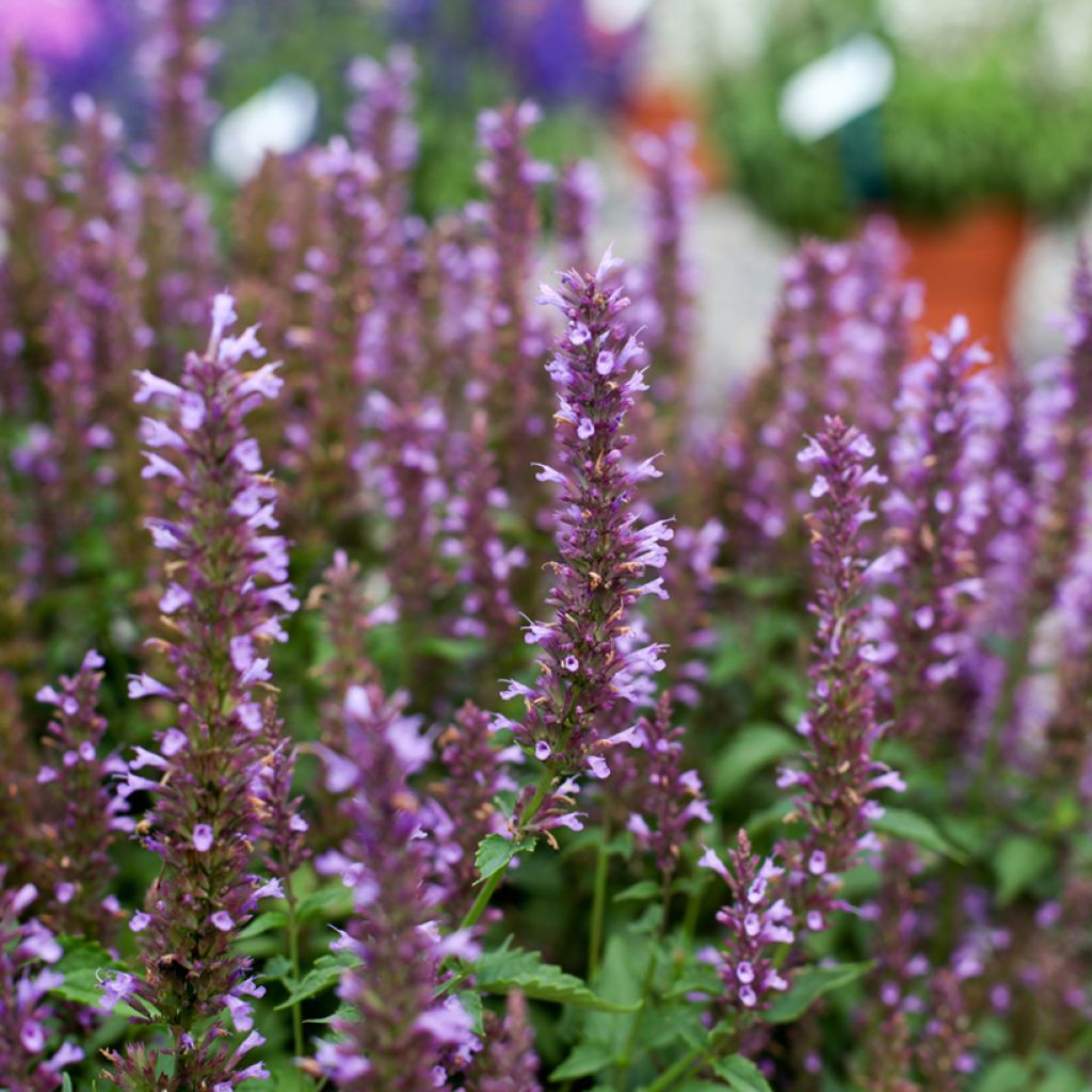 Agastache foeniculum Celestia - Hisopo anís