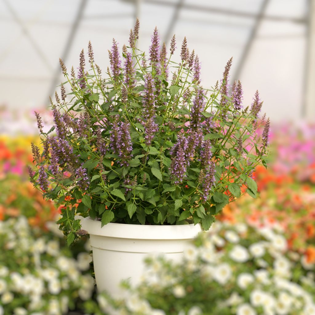 Agastache foeniculum Celestia - Hisopo anís