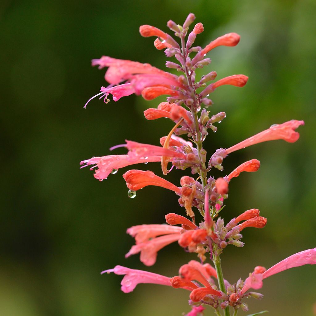 Agastache Kudo's Coral