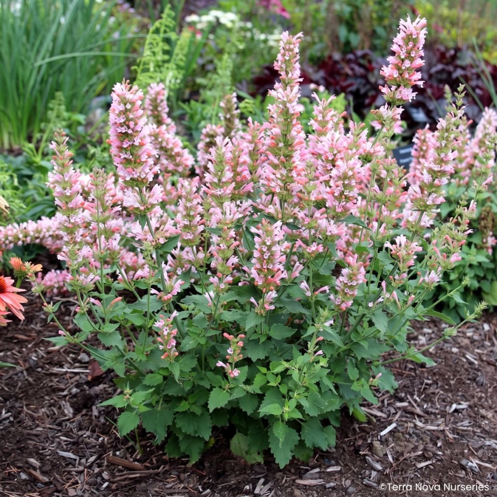 Agastache Pink Pearl