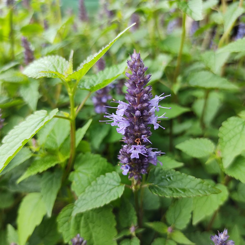 Agastache rugosa Little Adder - Menta coreana