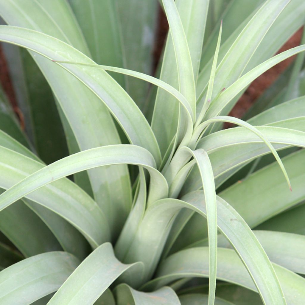 Maguey bracteosa