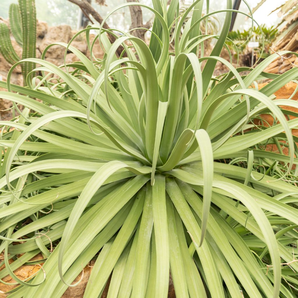 Maguey bracteosa