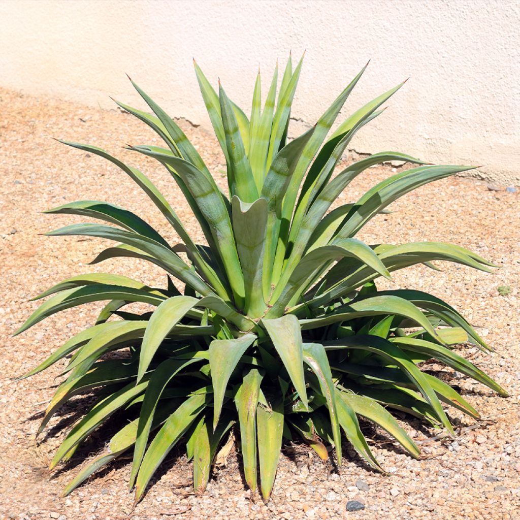 Agave desmetiana - Maguey de pita