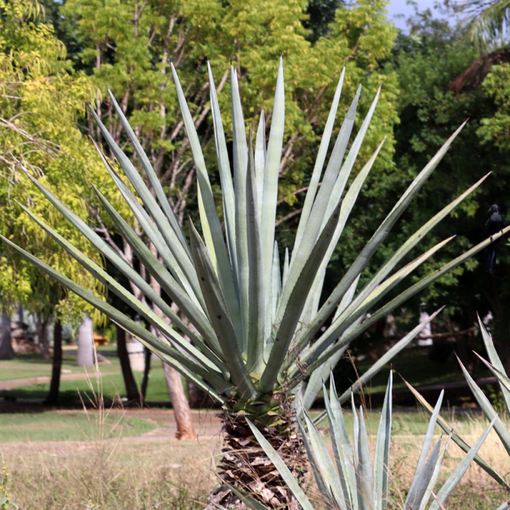 Maguey fourcroydes - Henequén