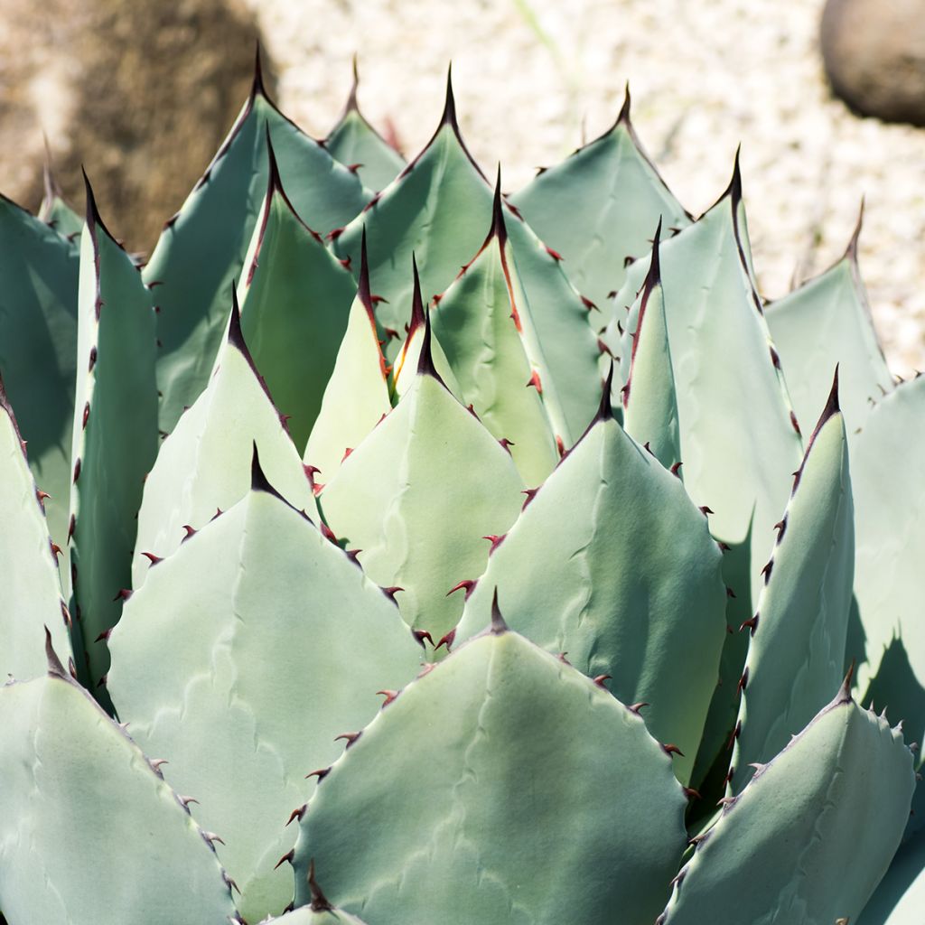 Mezcal - Agave parryi var. huachucensis