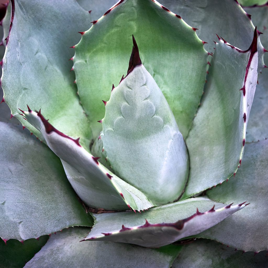 Maguey de mezcal - Agave potatorum var. verschaffeltii