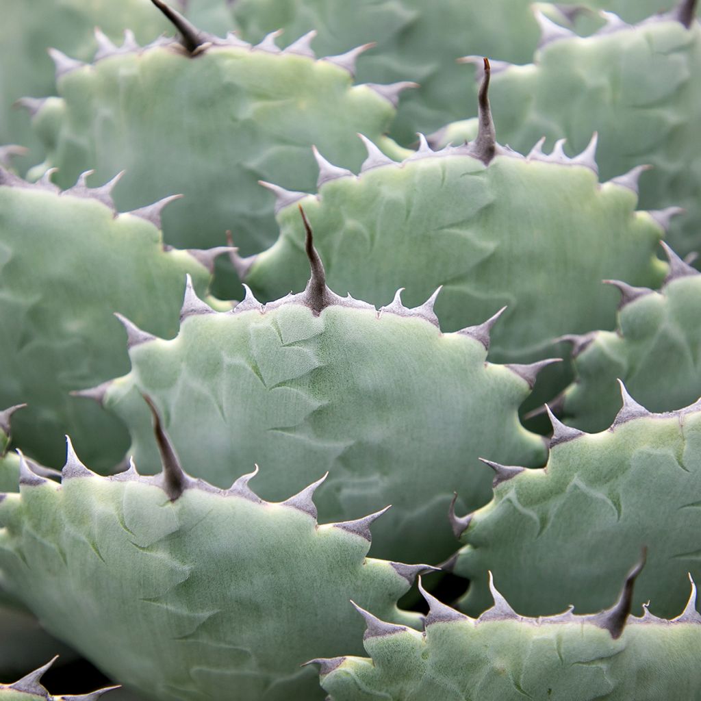 Maguey de mezcal - Agave potatorum var. verschaffeltii