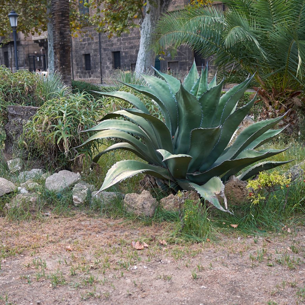 Agave salmiana subsp. crassispina - Ágave férox
