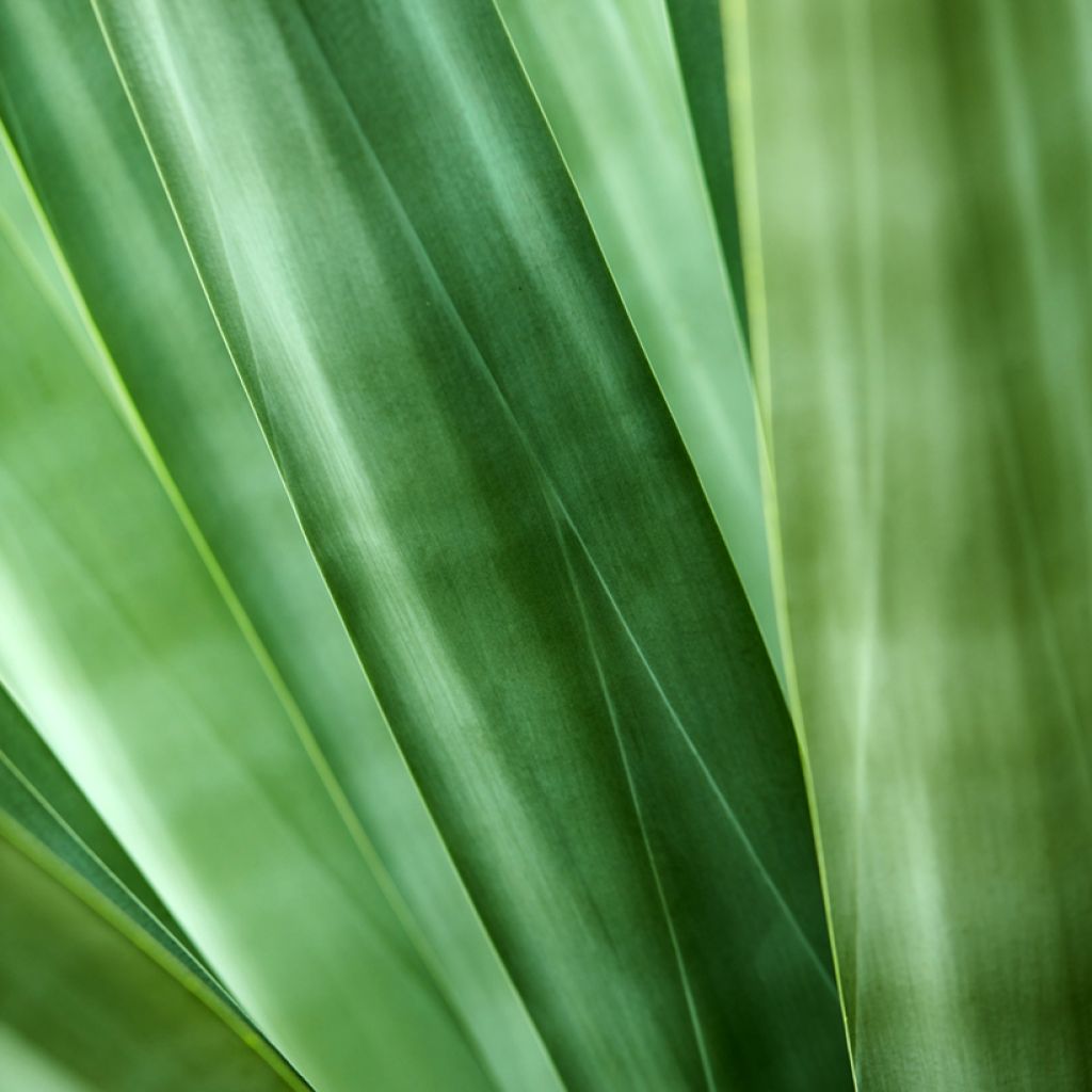 Maguey sisalana - Sisal