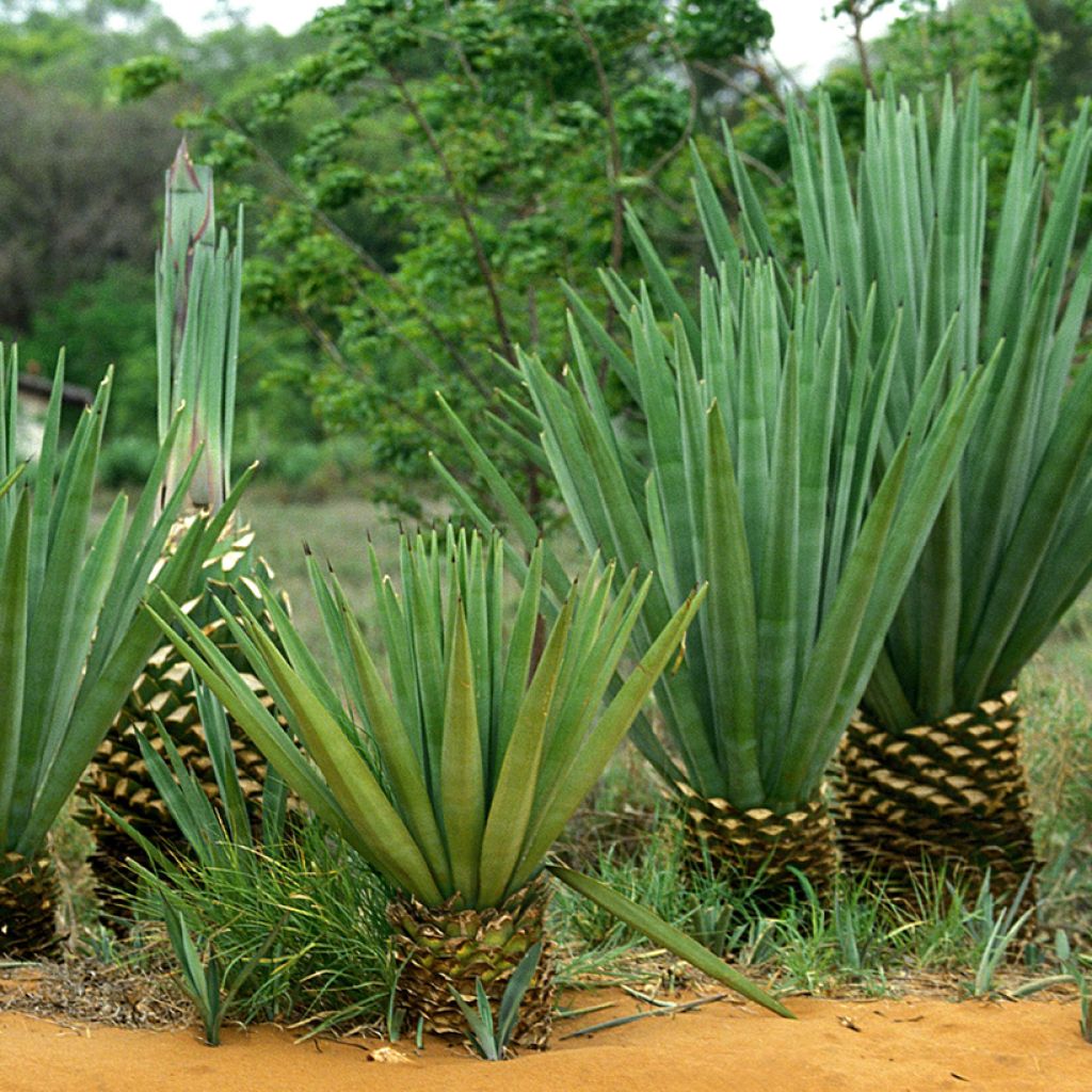Maguey sisalana - Sisal
