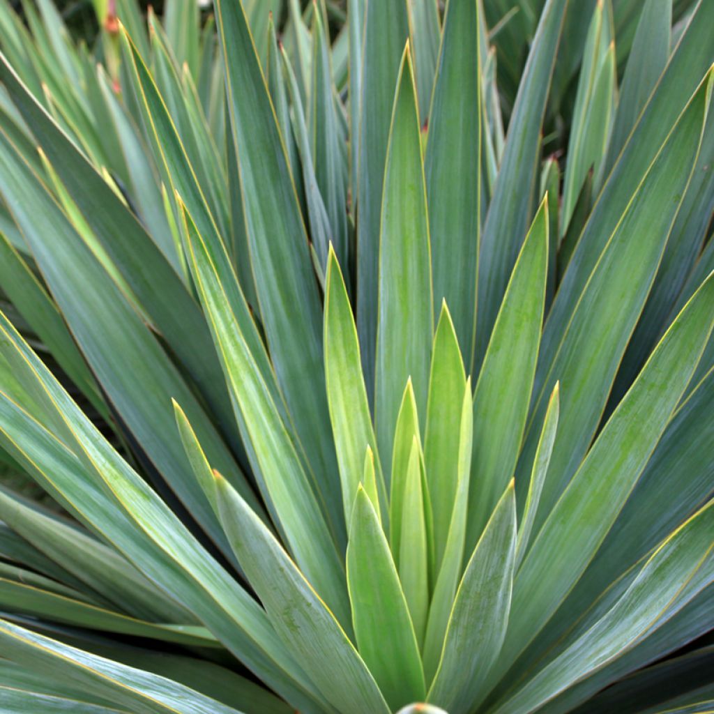 Maguey sisalana - Sisal