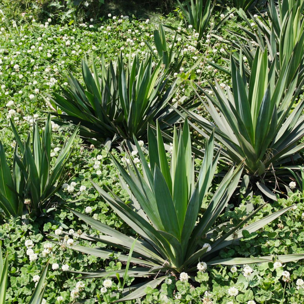 Maguey sisalana - Sisal