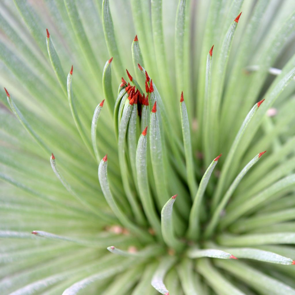 Agave stricta - Maguey