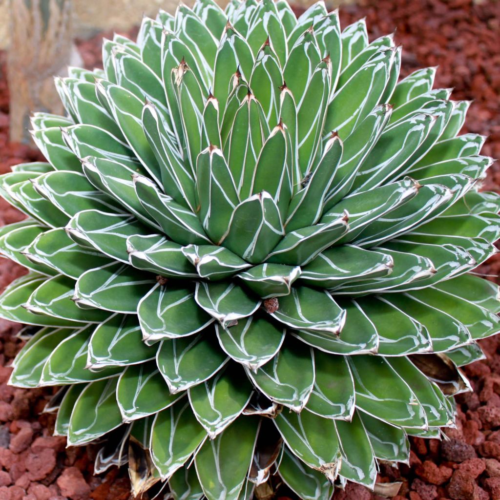 Ágave de la Reina Victoria - Agave victoriae-reginae