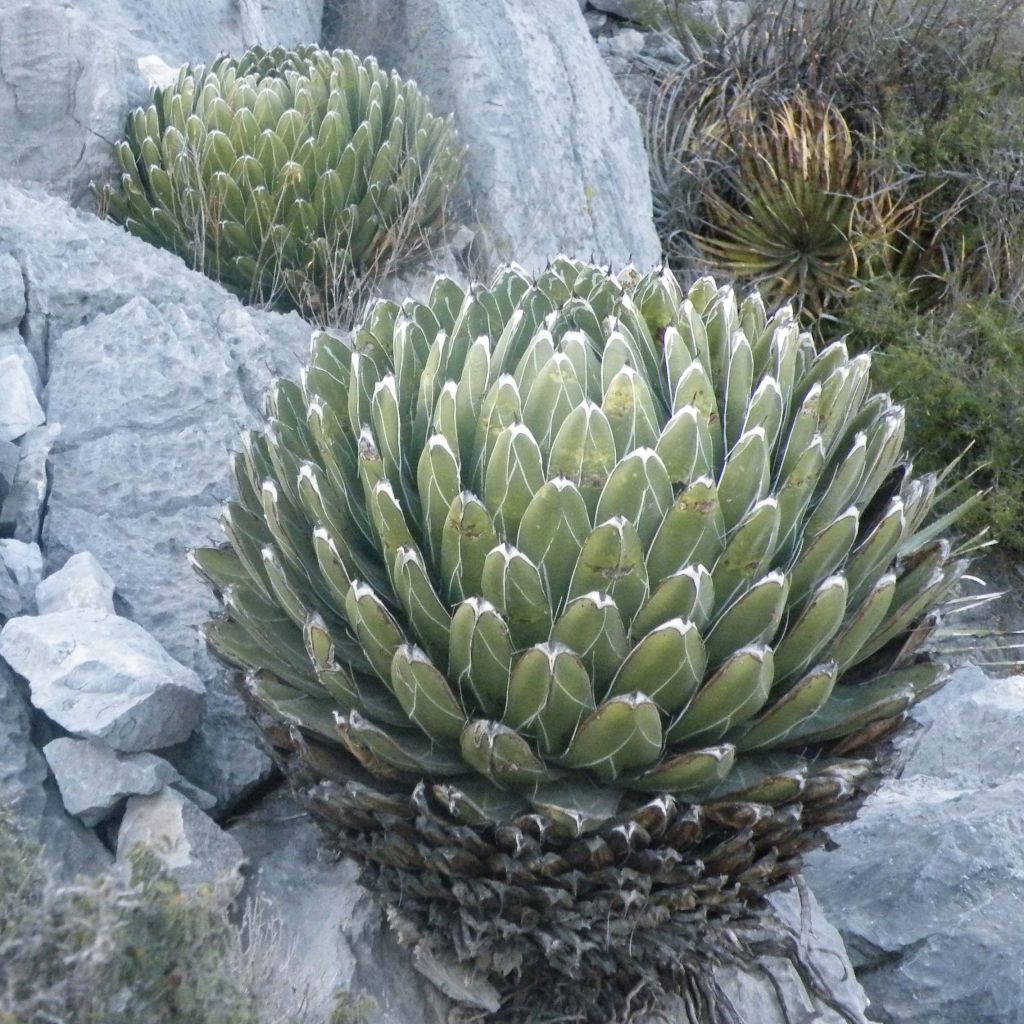 Ágave de la Reina Victoria - Agave victoriae-reginae