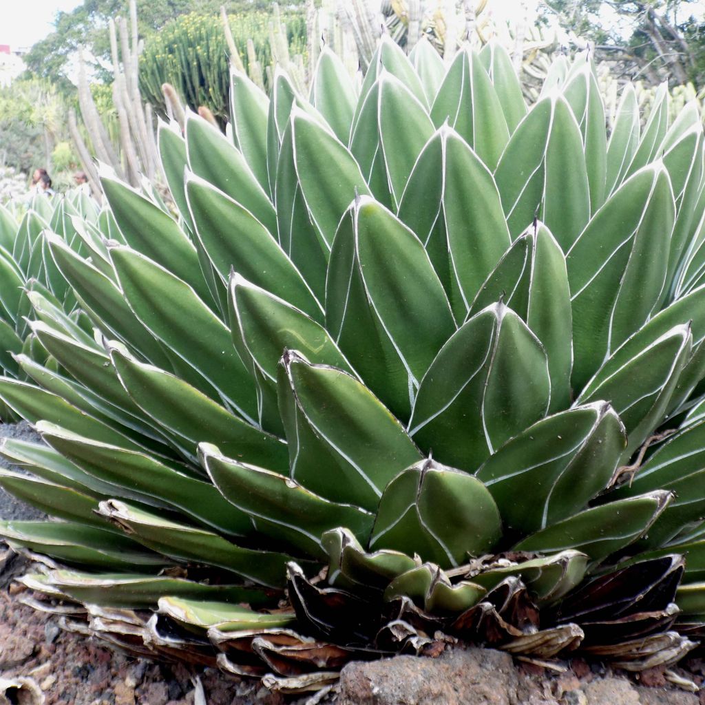 Ágave de la Reina Victoria - Agave victoriae-reginae
