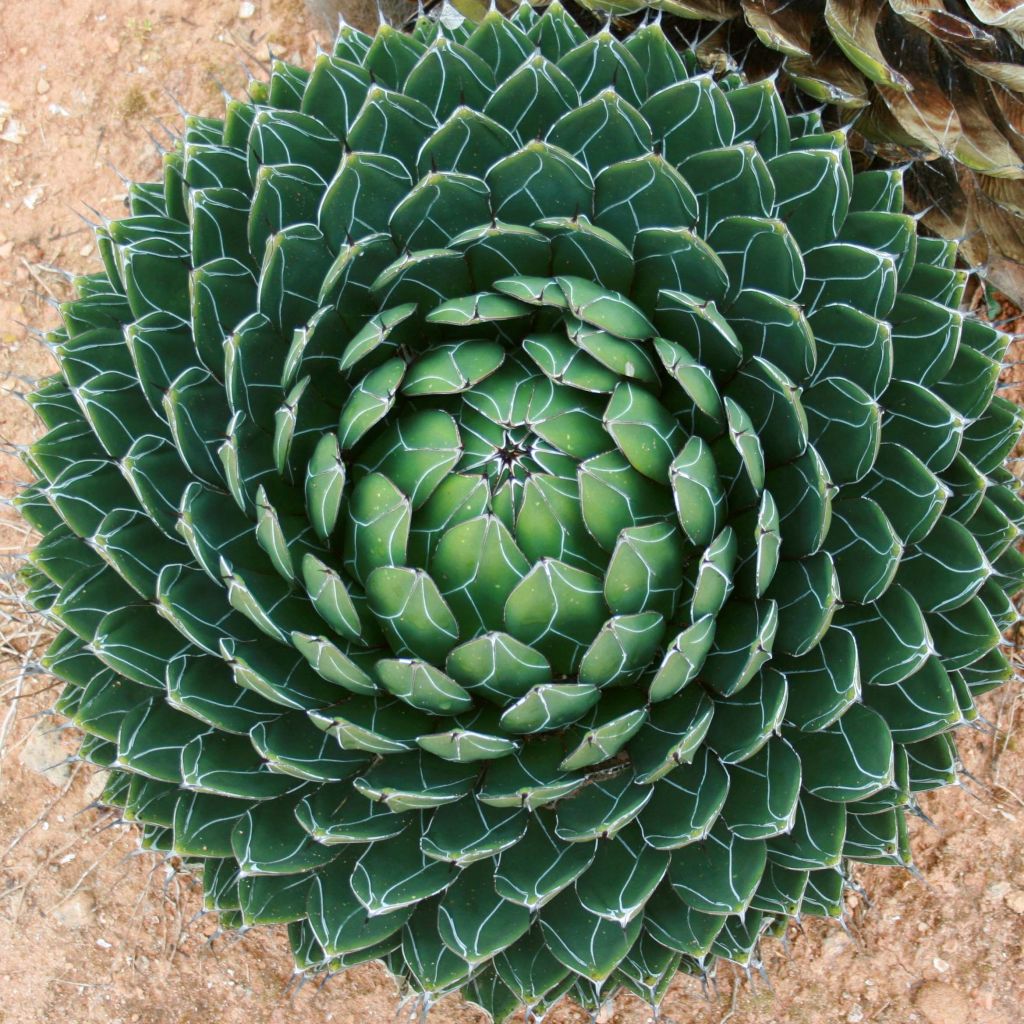 Ágave de la Reina Victoria - Agave victoriae-reginae