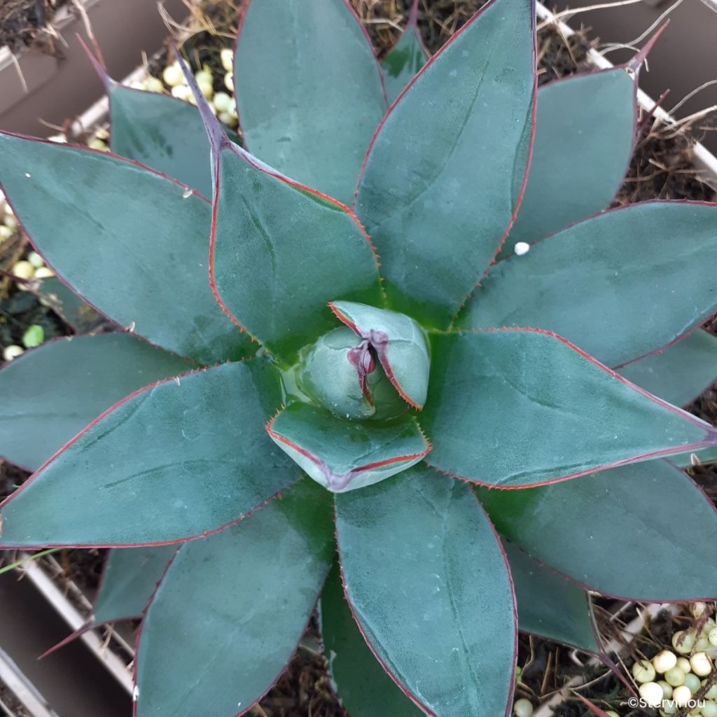 Ágave del dragón Blue Ember - Agave attenuata