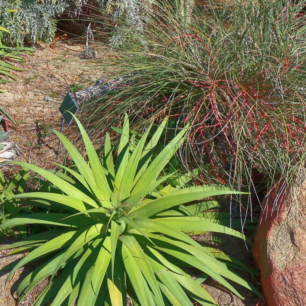 Maguey bracteosa