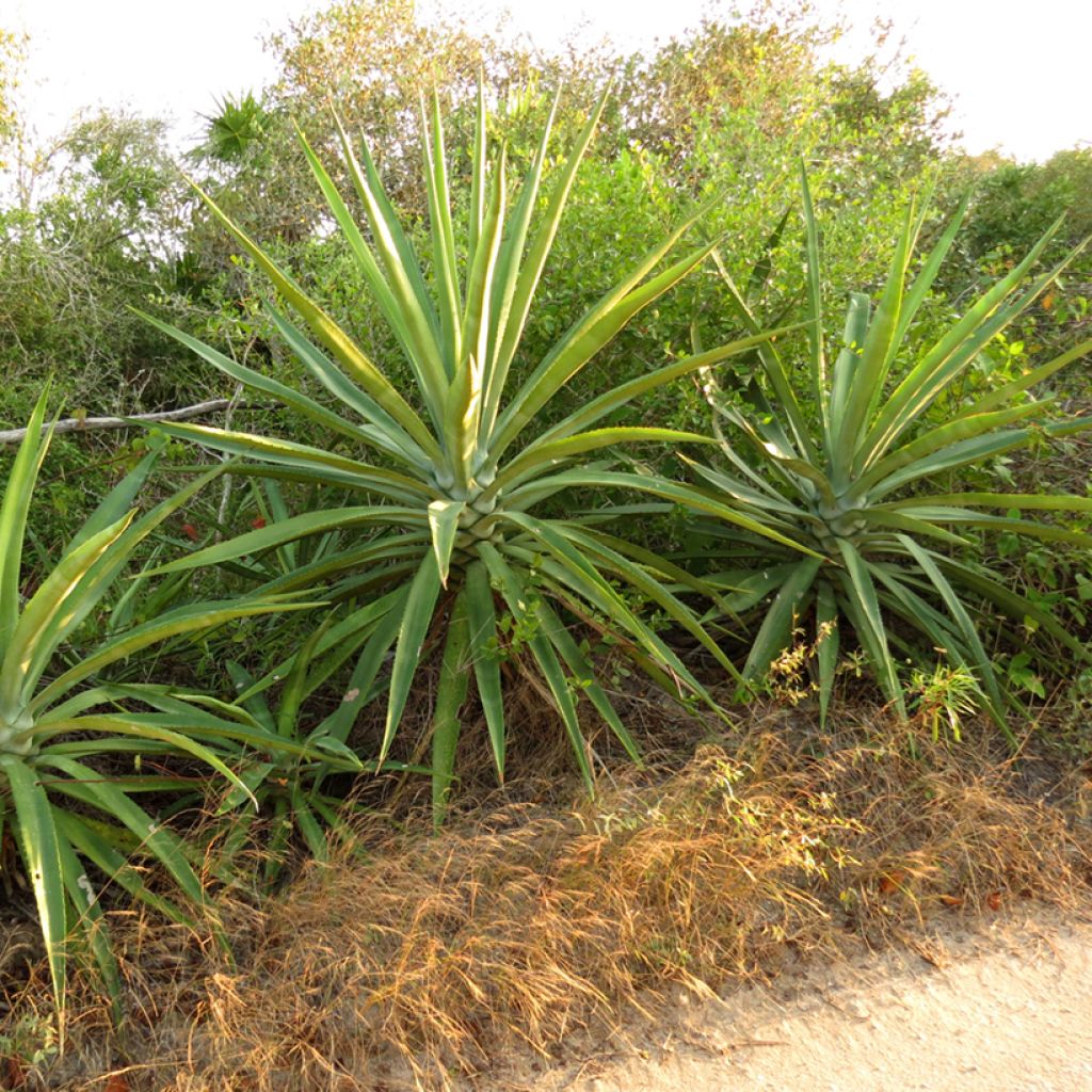 Maguey fourcroydes - Henequén