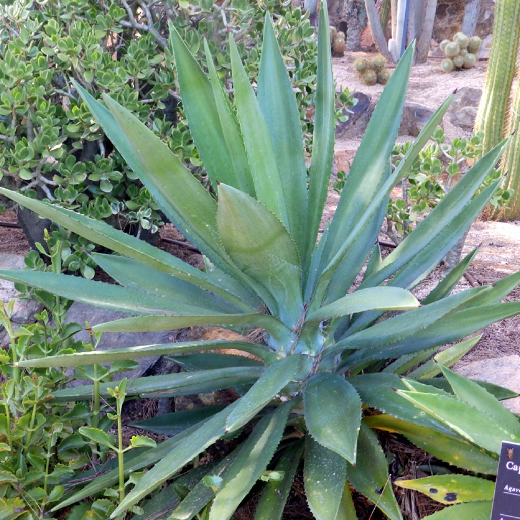 Maguey fourcroydes - Henequén