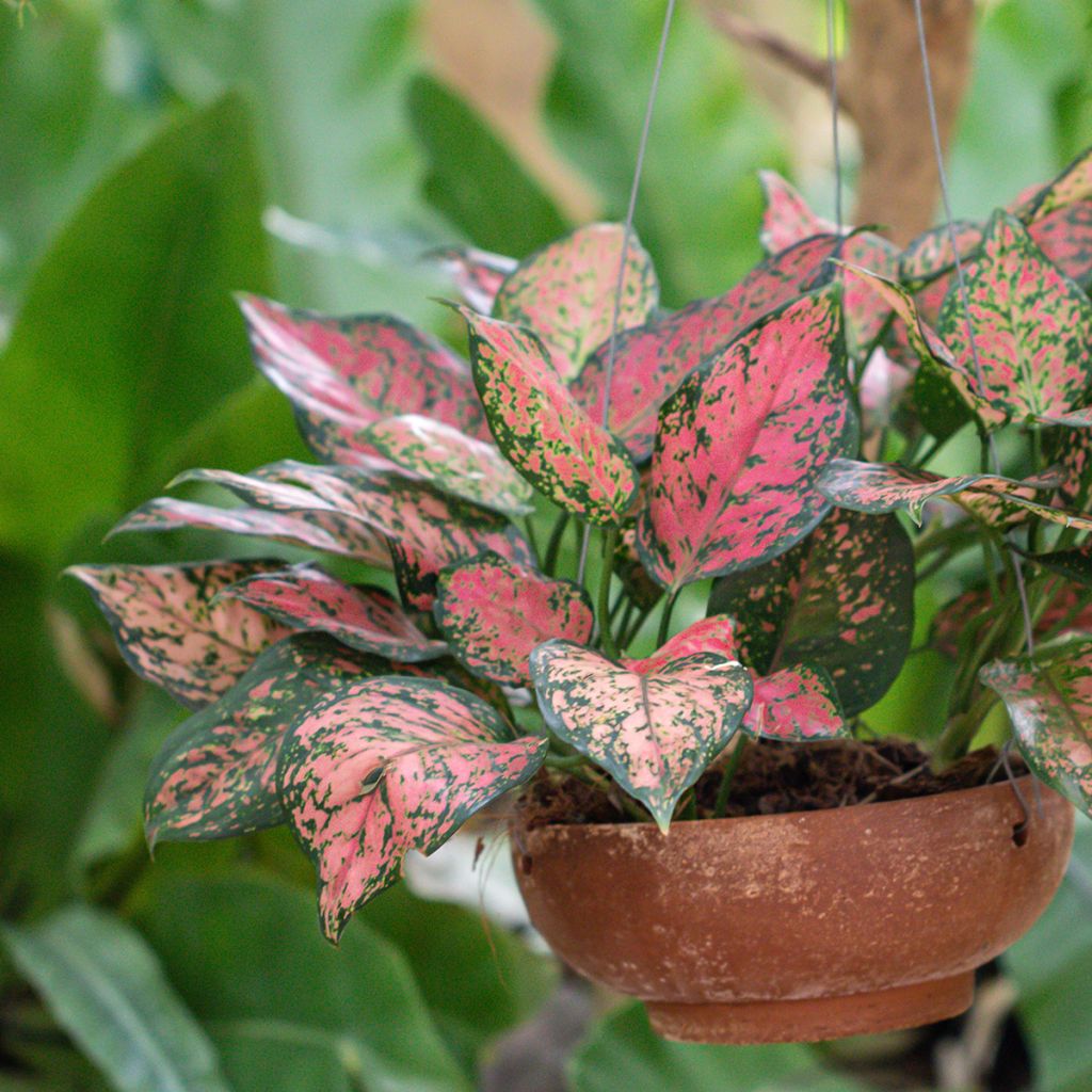Aglaonema Beauty